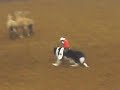 Whiplash the Cowboy Monkey Whiplash the Cowboy Monkey