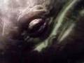 Gray whales are starving