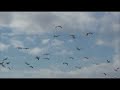 Snow geese in Stanwood