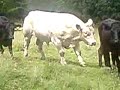 Beef Cattle