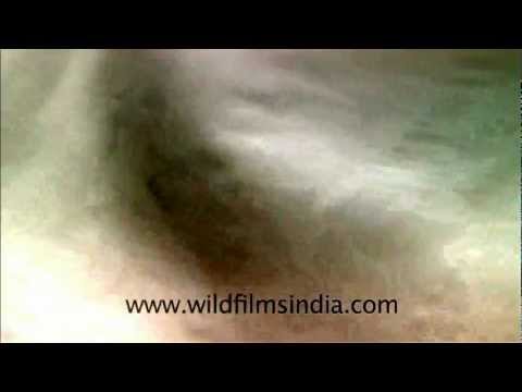 how to dye polyester chiffon