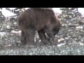 BEARS VS. LIONS, KATOI STYLE