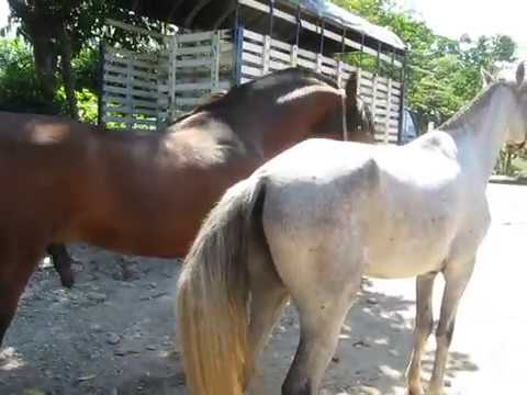 monta equina zagalo de j.h x gitana de la fortuna