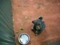 videos de baby koala