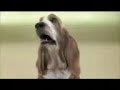DJ Dog
