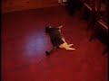 Cat owned by lazer, pewpew! Cat owned by lazer, pewpew!