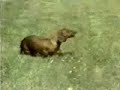 Narcoleptic Dog