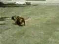 Narcoleptic Dog