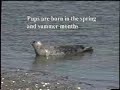 Interview with WDFW Biologist, on Harbor Seal research Interview with WDFW Biologist, on Harbor Seal research