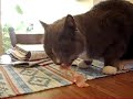 Sixten is hungry for Sweets