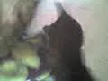 pulgas follando