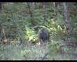 More wild boars