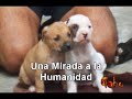 no a las peleas de pit bull