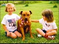 no a las peleas de pit bull