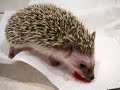 my hedghog annoints