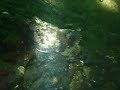 Scorpion Fish in Loch Long