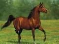 Arabian Horses