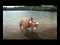 Time Warp - Bulldog Shake Time Warp - Bulldog Shake