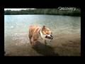 Time Warp - Bulldog Shake
