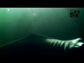 freshwater dolphins underwater Inia geoffrensis video