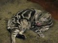 My American Shorthair Cat????????????????????????? My American Shorthair Cat?????????????????????????