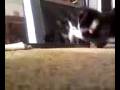 videos de Mirror