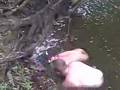 catfish noodling bare handed fishing