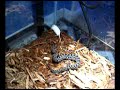 my pigmy upgrade part 1