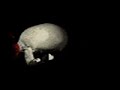 Video screenshot