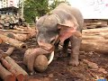 elephant on work
