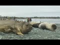 Heritage Expedition's Subantarctic Adventures