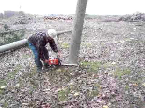 chopos_1.mov