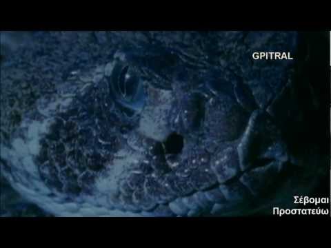 krotalias - Ο Κροταλίας είναι γένος ιοβόλων φιδιών, το οποίο ανήκει στην τάξη των Λεπθδωτών ή Φολιδωτών και στην οικογένεια των Κροταλιδών. Εκτός...