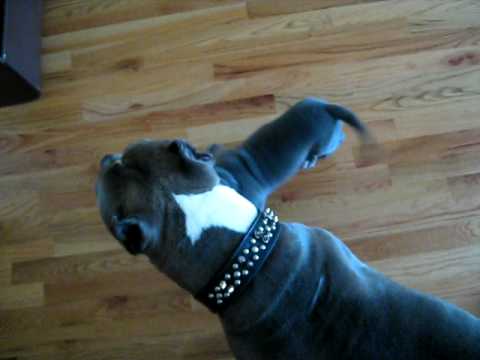how to train blue nose pitbull