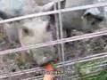 Mangalitsa-Berkshire Piglets Eat Carrots