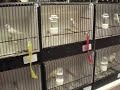 Expo CPSN 2007 - canaris rouges, blancs et jaunes