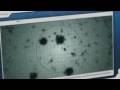 videos de RE:D Flashback - Willian Birkin G-Virus