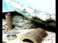 Mon Varanus Acanthurus