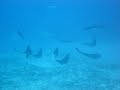 12 Spotted Eagle Rays in Cabo Rojo Dominican Republic