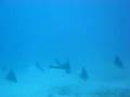 12 Spotted Eagle Rays in Cabo Rojo Dominican Republic