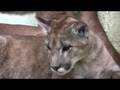 The Cat Survival Trust