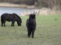 My foals junior and jody My foals junior and jody