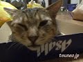 ツネオのあくび♪