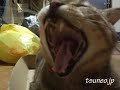 ツネオのあくび♪