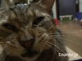 ツネオのあくび♪