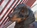 Daschund Quick