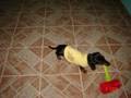 Daschund Quick