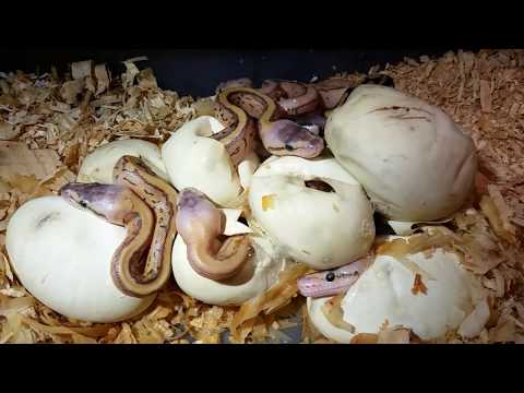 YouTube reptile video