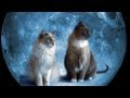 Is Your Cat Psychic - Furball Fables