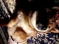 Click here to watch this video 柴犬もどきの華♪ ヘソテン姐さん♪